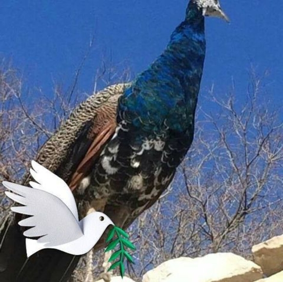 Meet your Posher, Abdelkarim - Picture 1 of 1